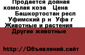 Продается дойная комолая коза › Цена ­ 8 000 - Башкортостан респ., Уфимский р-н, Уфа г. Животные и растения » Другие животные   